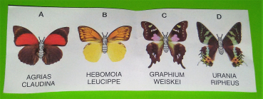 Üei-1995-OEU-Urania-Ripheus-BPZ+SPZ  (meinwert: 1€)